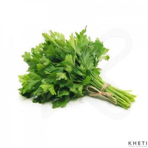 Coriander (Hariyo Dhaniya)